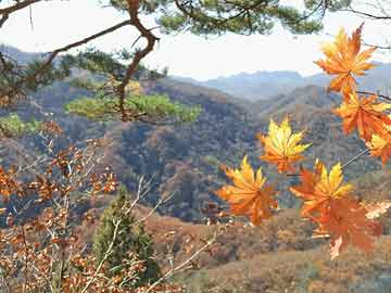 揭秘最新净值动态与红花郎酒价格解析，实时数据全揭秘
